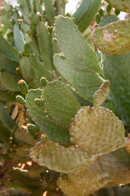 Cactus bushes