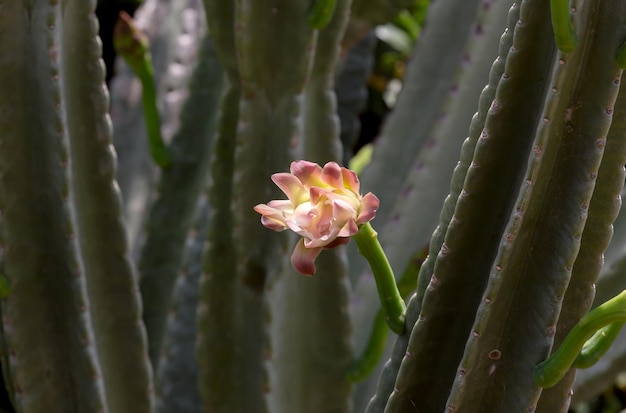 The cactus Cereus closeup