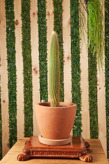 Cactus in clay pots on wooden table