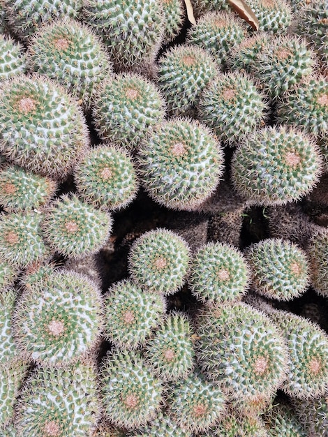 Cactus close up detail