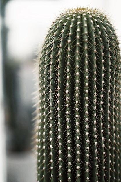 Cactus close up with blur background