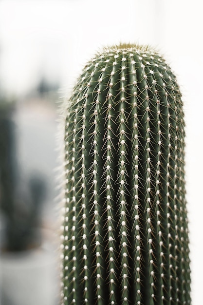 Cactus close up with blur background