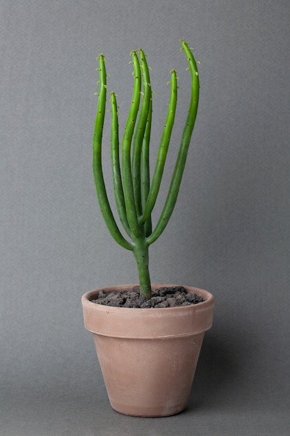 cactus closeup on grey wall