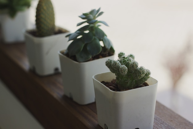 Cactus in a coffee shop