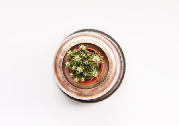 Cactus in the copper pot. Decorative plant in minimalistic modern room interior.