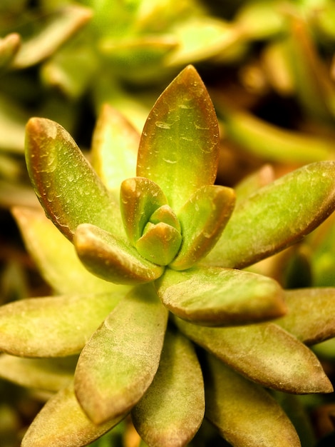 Cactus desert plant 