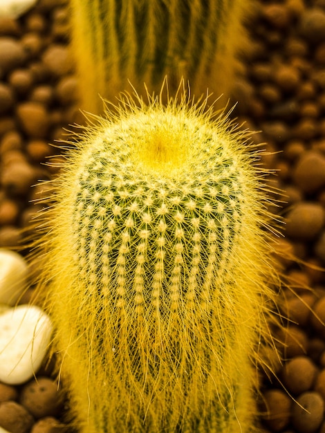 Cactus desert plant 