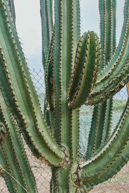 Cactus in detail with thorns and outdoors within a closeup desert concept