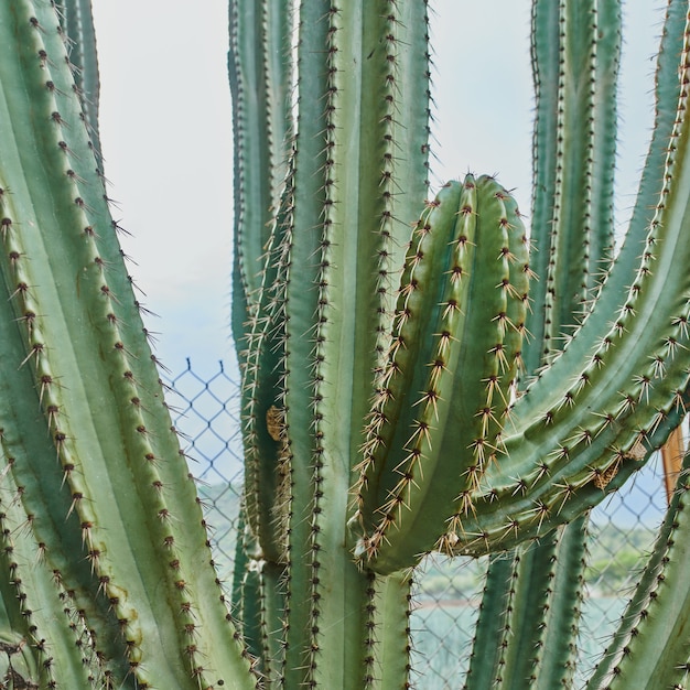 Cactus in detail with thorns and outdoors within a closeup desert concept