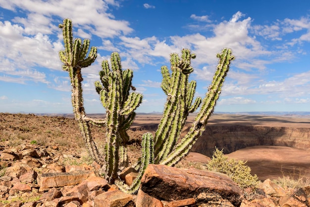 Cactus Euphorbia Virosa in Fish River Canyon in Namibia Africa