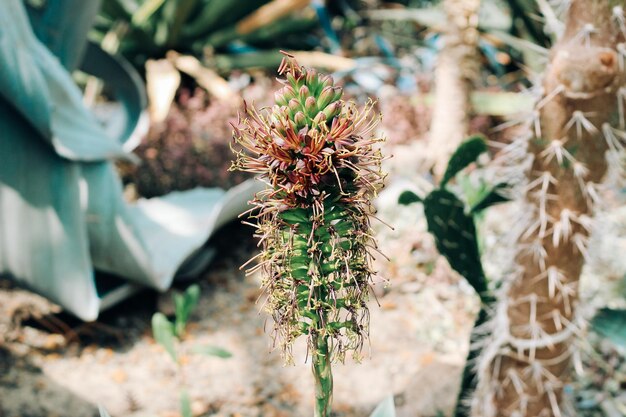 Photo cactus ferocactus pilosus round with thorns in the desert closeup