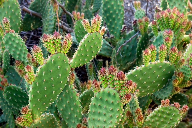 Cactus field