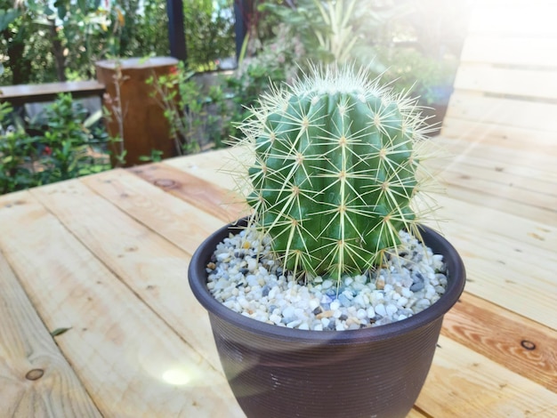 cactus flower growing in a pot Minimal creative style thorn cactus texture background