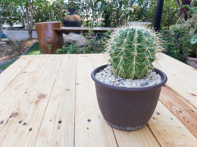 cactus flower growing in a pot Minimal creative style thorn cactus texture background