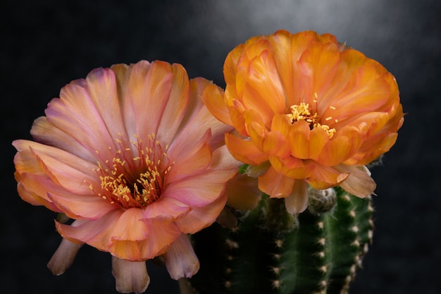 Cactus Flower Pictures Beautiful Blooming In Colorful.