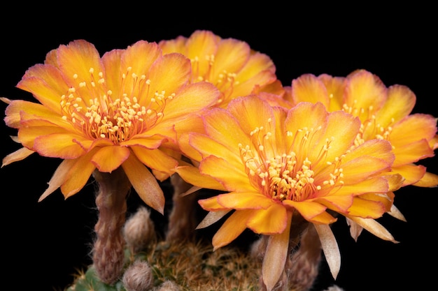 Cactus Flower Pictures Beautiful Blooming In Colorful.