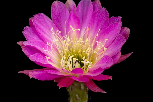 Cactus Flower Pictures Beautiful Blooming In Colorful.