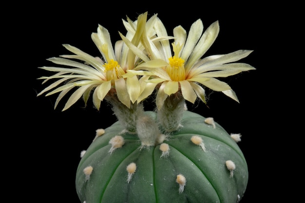 Cactus Flower Pictures Beautiful Blooming In Colorful.