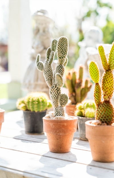 cactus flower in pot