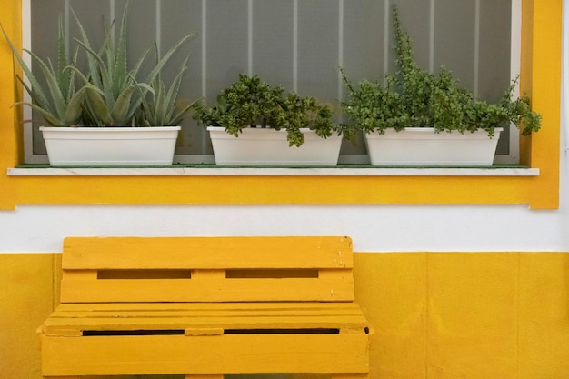 Cactus flower pots on window and yellow bench