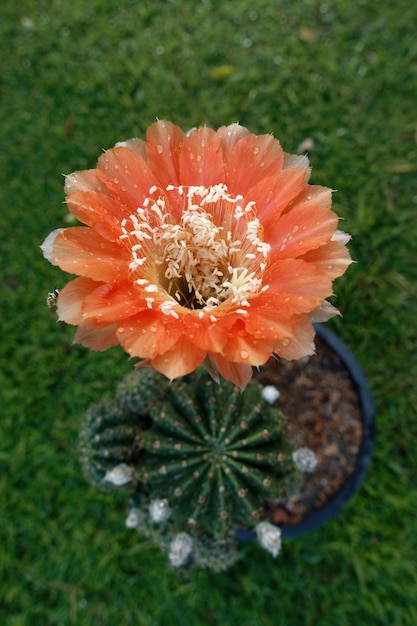 Cactus flowers blossom Echinopsis charming cactus with brilliant orange flower