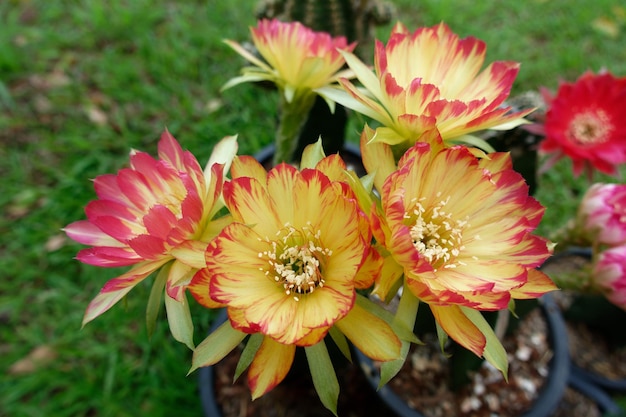 Cactus flowers blossom 'Lobivia' charming cactus with yellow and red color