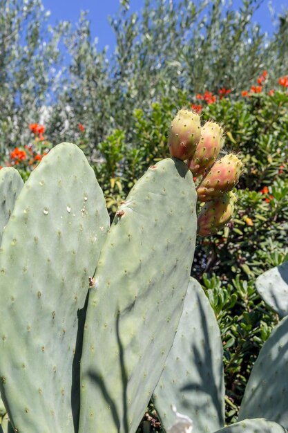 Cactus fruits Opuntia grow close-up