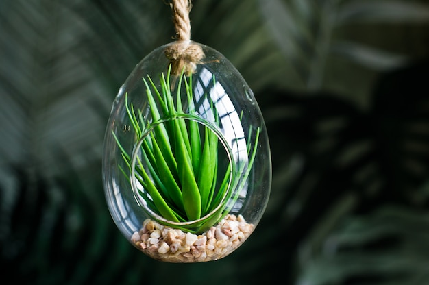 Cactus in a glass pot, home plant succulent. Side view