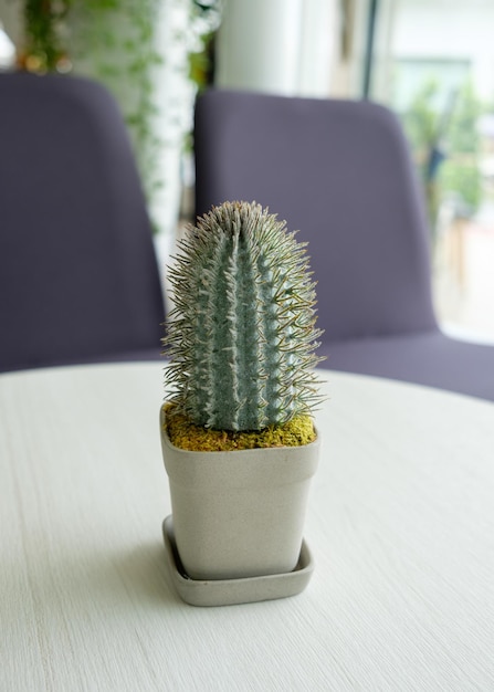 Cactus green leaf in vase on table