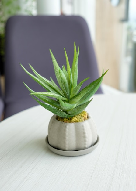 Cactus green leaf in vase on table