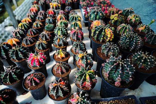 Cactus greenhouse closeup shot