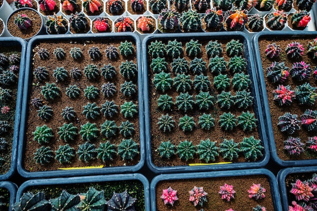 Cactus greenhouse closeup shot