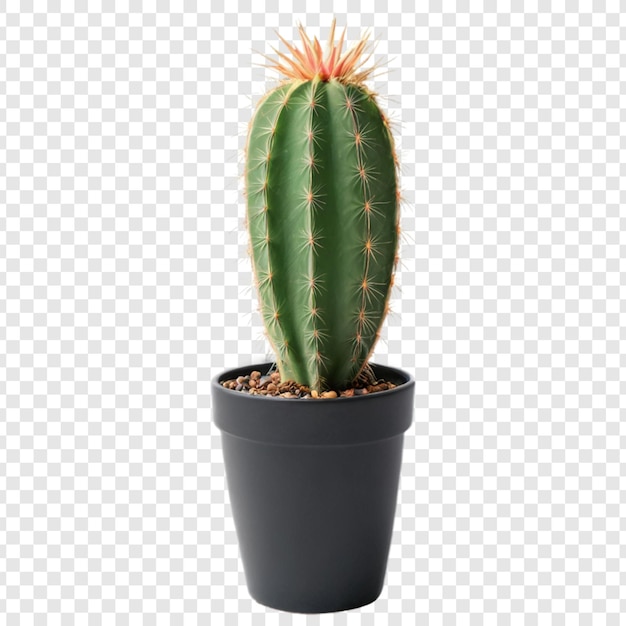 cactus isolated on transparent background