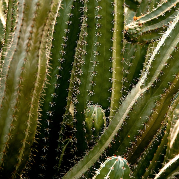 Cactus macro texture. Plant lover concept