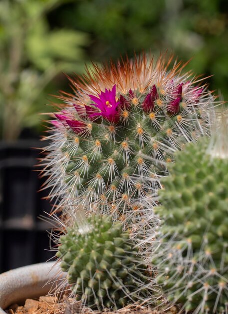 The cactus Mammillaria a beautiful pink flowers