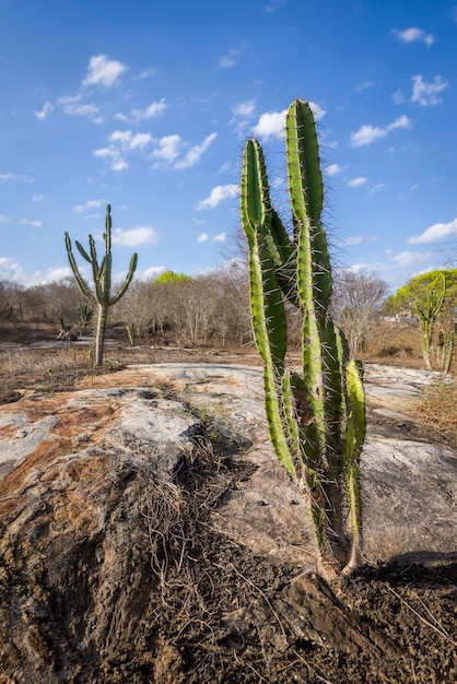 Cactus Mandacaru cactus native to the backlands of Paraiba Brazil