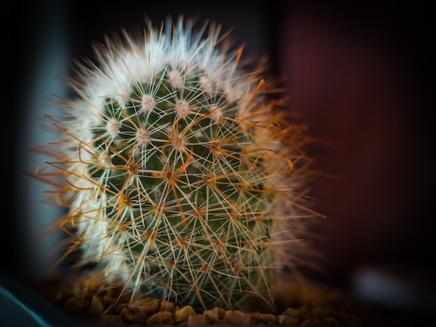 Cactus in metal bucket and  blur background,low key