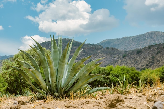 Cactus in mexico for wallpaper or background