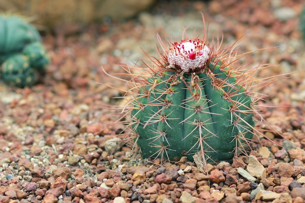 Cactus named Melocactus Violaceus (Scientific name) in the garden.