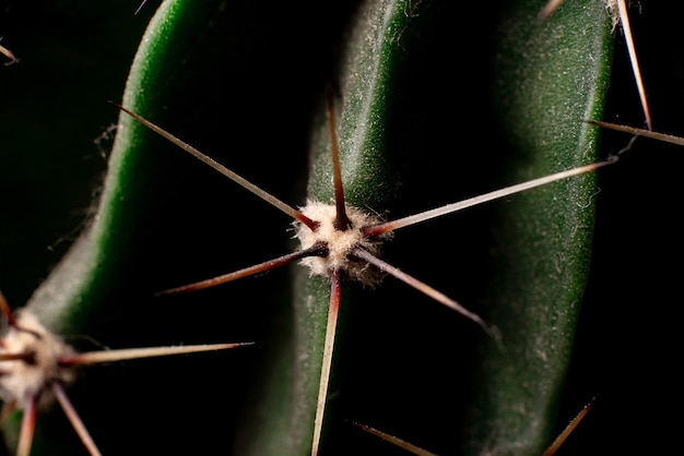 Cactus needles close up. Floral background.