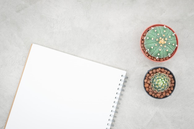 Cactus and notebook on the office table, grey concrete background, flat lay