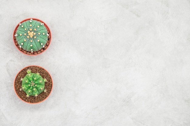 Cactus and notebook on the office table, grey concrete background, flat lay