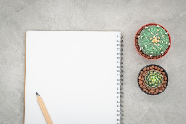 Cactus, notebook and pencil on the office table, grey concrete background, flat lay