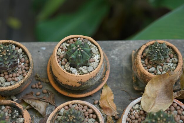 Cactus in an old pot in a cafe