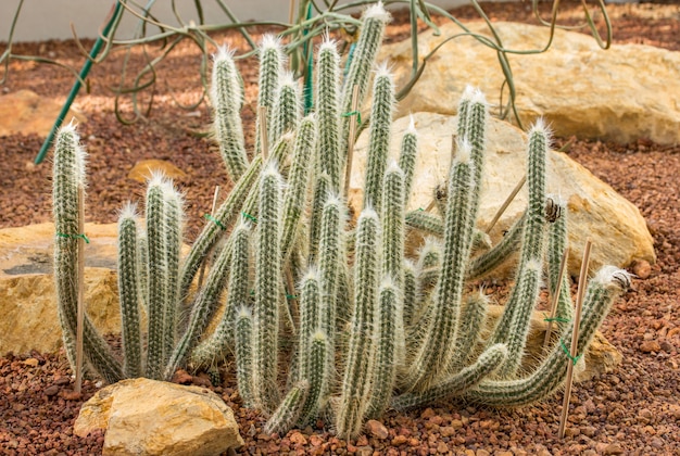 Cactus plant decoration in the garden