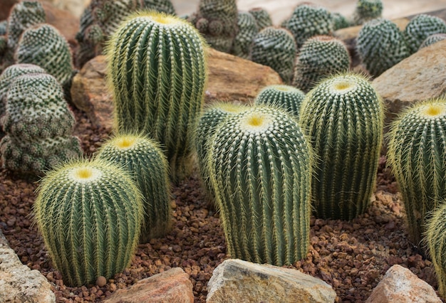 cactus plant decoration in the garden