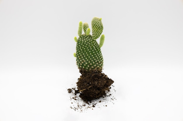 Cactus plant isolated on white background Studio shoot plant