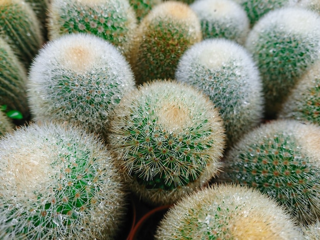 Cactus plant leaves pattern