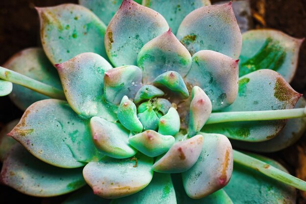 cactus plant macro close up premium photo