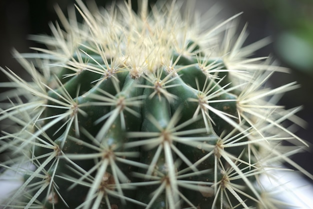 cactus plant macro photography